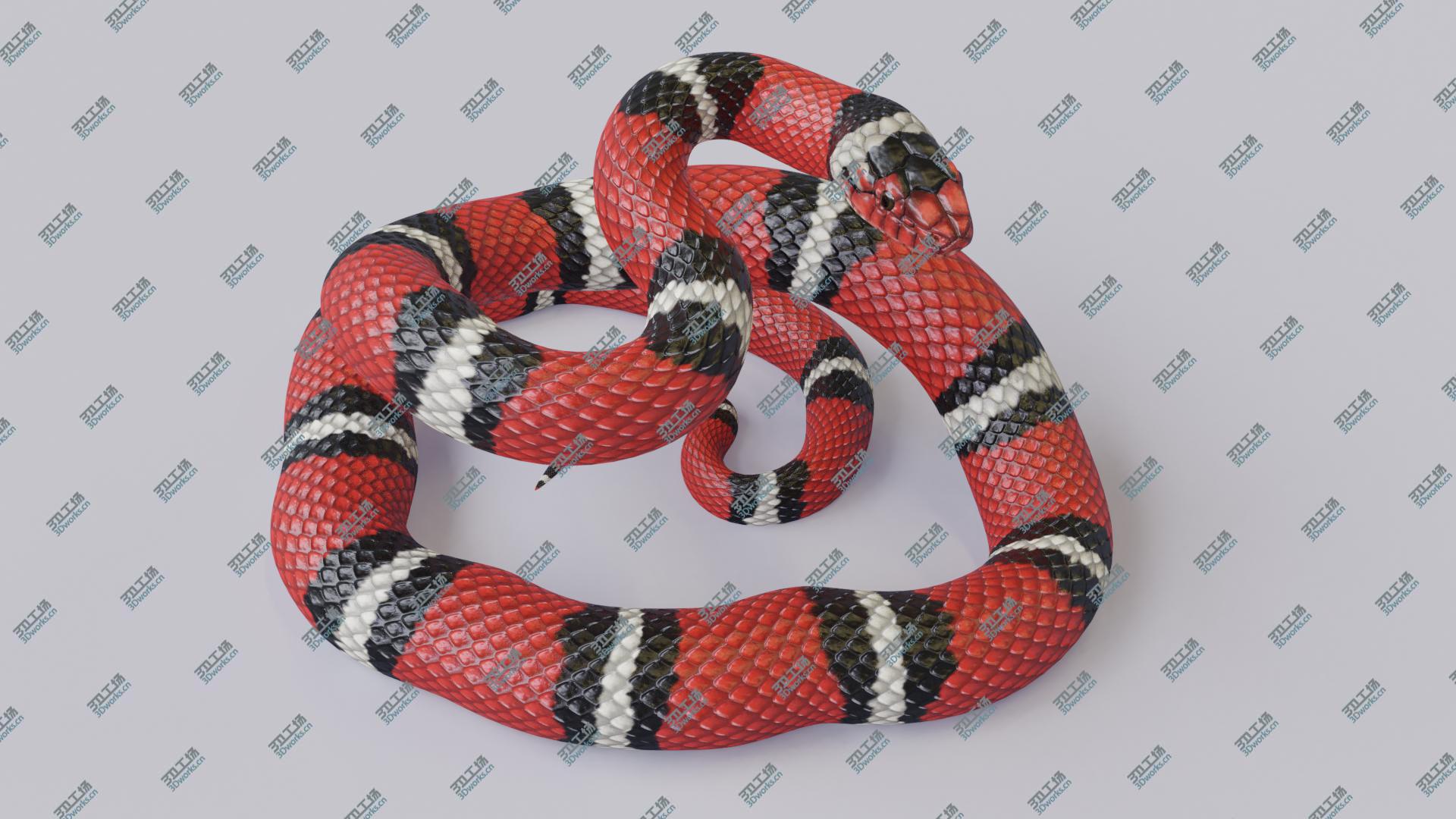 images/goods_img/20210319/3D Animated Scarlet Kingsnake model/3.jpg
